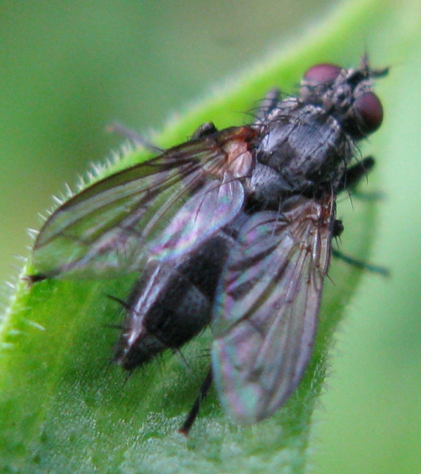 Tachinidae